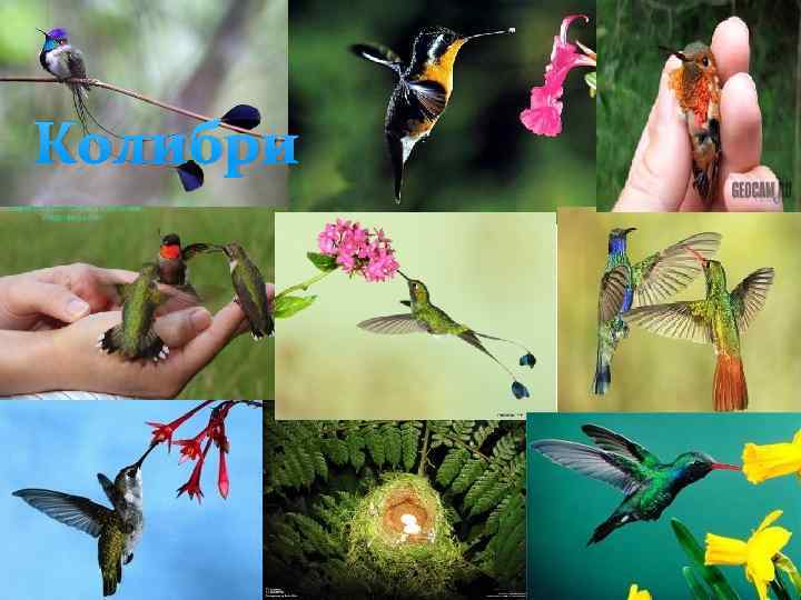 Колибри 
