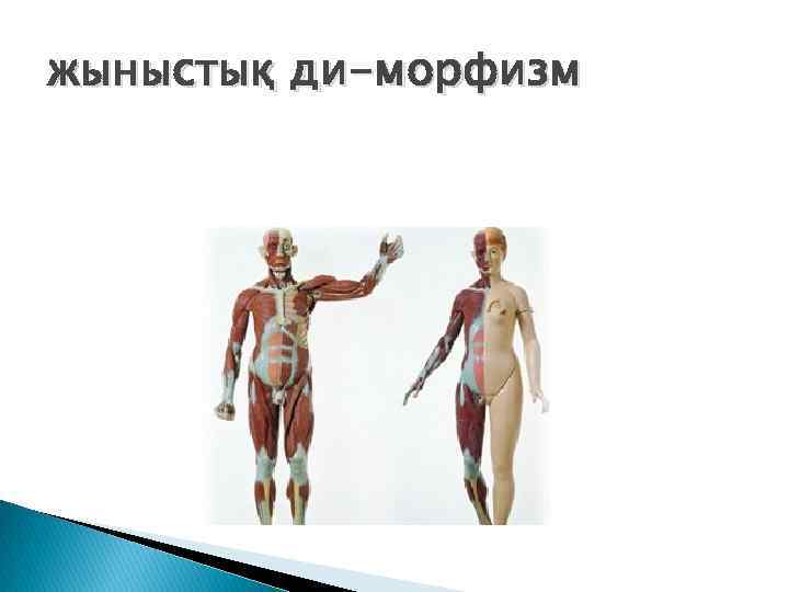 жыныстық ди-морфизм 