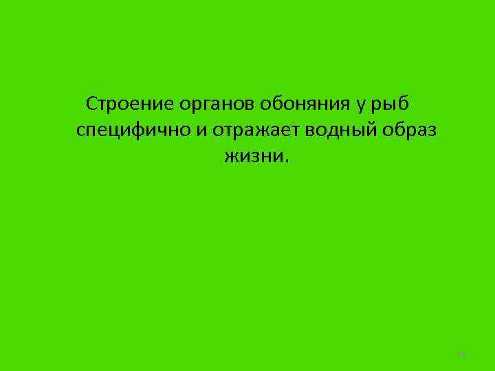 Строение органов обоняния у рыб специфично и отражает водный образ жизни. 14 