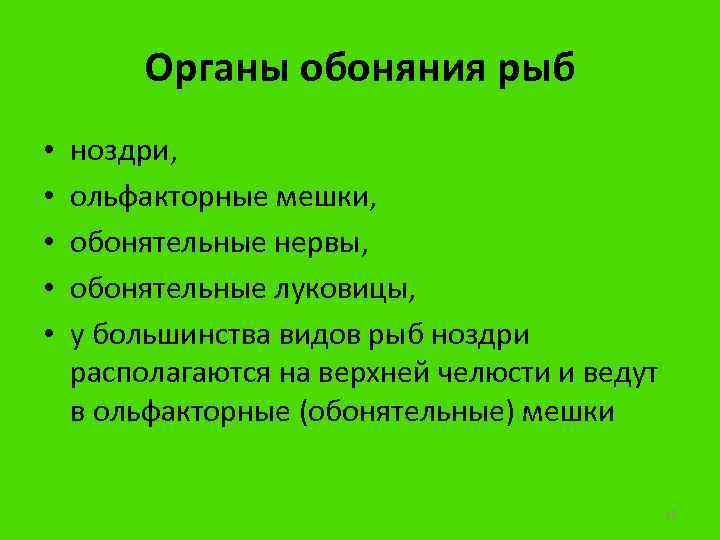 Органы обоняния рыб • • • ноздри, ольфакторные мешки, обонятельные нервы, обонятельные луковицы, у