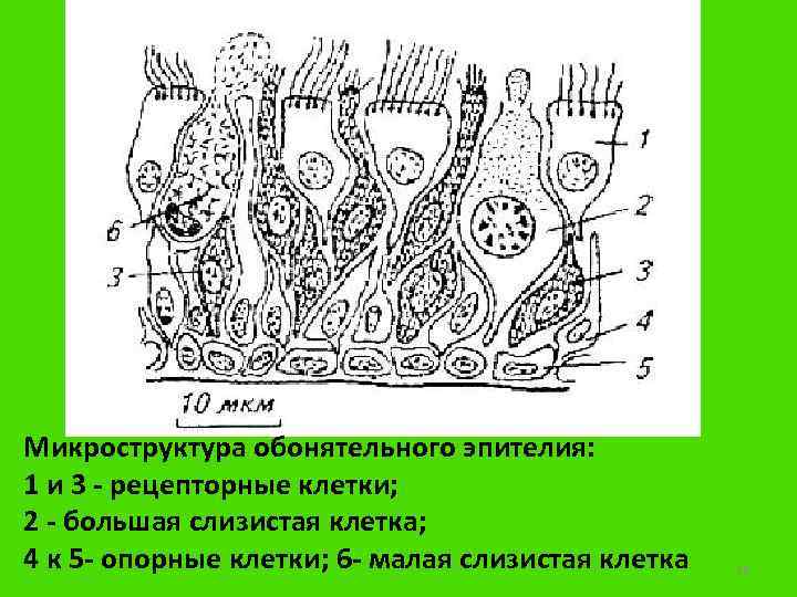 Микроструктура обонятельного эпителия: 1 и 3 - рецепторные клетки; 2 - большая слизистая клетка;