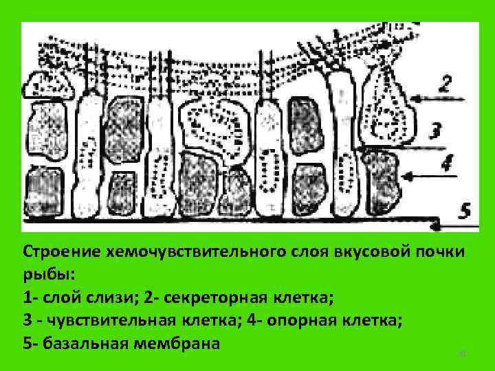 Строение хемочувствительного слоя вкусовой почки рыбы: 1 - слой слизи; 2 - секреторная клетка;