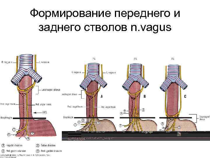 Формирование переднего и заднего стволов n. vagus 