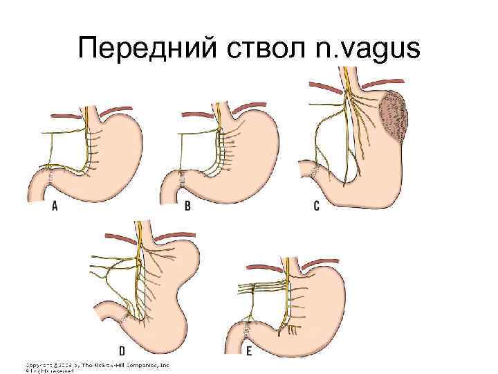 Передний ствол n. vagus 