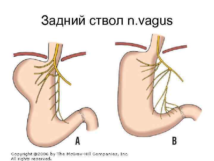 Задний ствол n. vagus 
