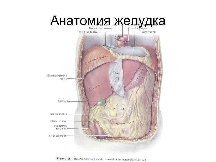 Анатомия желудка 