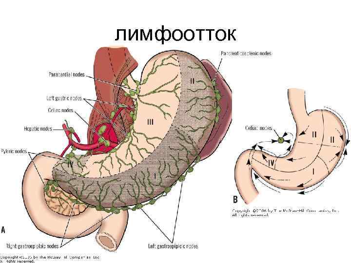 лимфоотток 