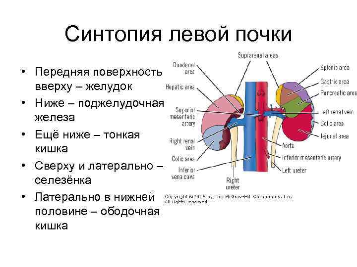 Синтопия левой почки • Передняя поверхность вверху – желудок • Ниже – поджелудочная железа