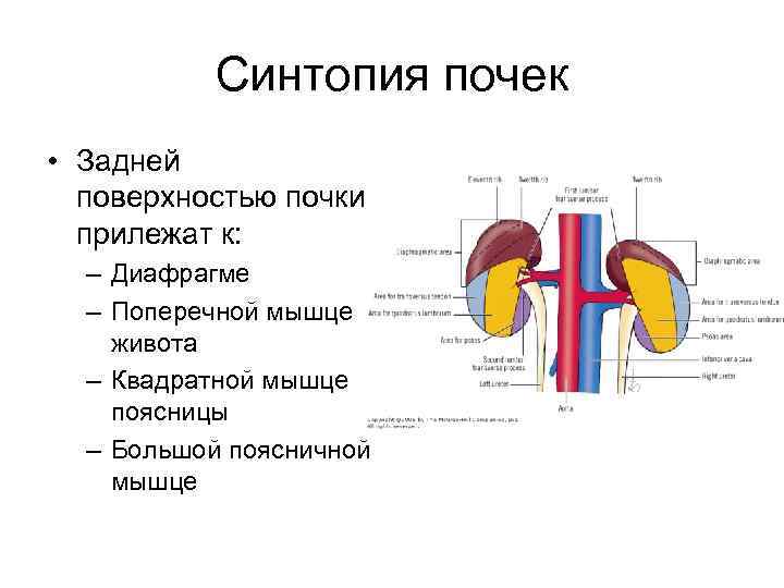 Синтопия почек • Задней поверхностью почки прилежат к: – Диафрагме – Поперечной мышце живота