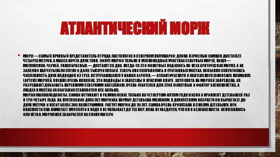АТЛАНТИЧЕСКИЙ МОРЖ • МОРЖ — САМЫЙ КРУПНЫЙ ПРЕДСТАВИТЕЛЬ ОТРЯДА ЛАСТОНОГИХ В СЕВЕРНОМ ПОЛУШАРИИ: ДЛИНА