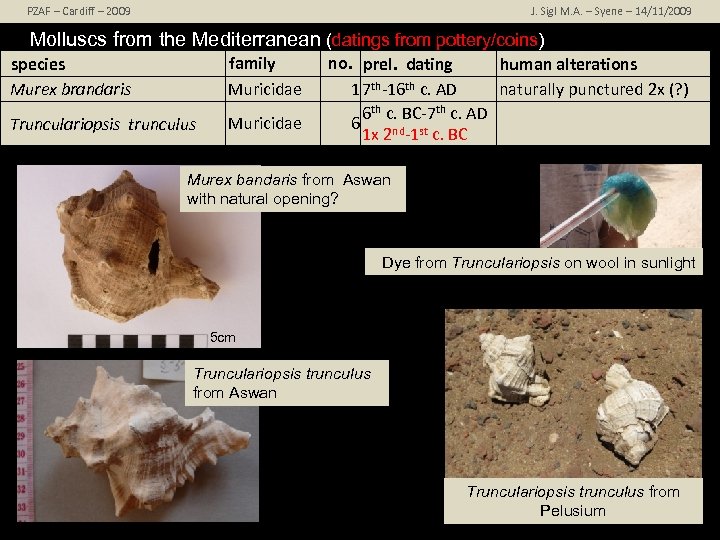 PZAF – Cardiff – 2009 J. Sigl M. A. – Syene – 14/11/2009 Molluscs