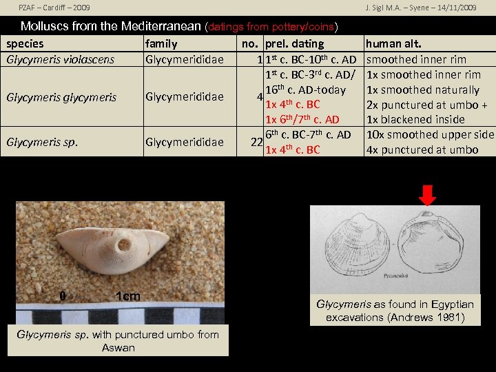 PZAF – Cardiff – 2009 J. Sigl M. A. – Syene – 14/11/2009 Molluscs