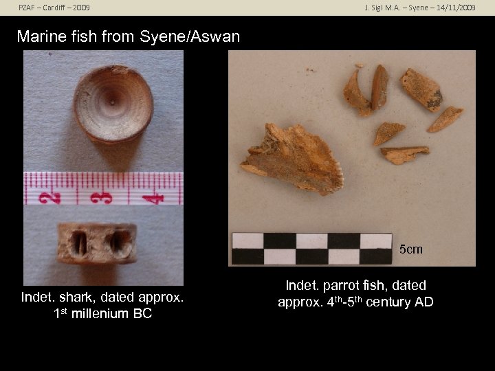 PZAF – Cardiff – 2009 J. Sigl M. A. – Syene – 14/11/2009 Marine