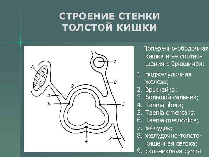 Стенка толстой