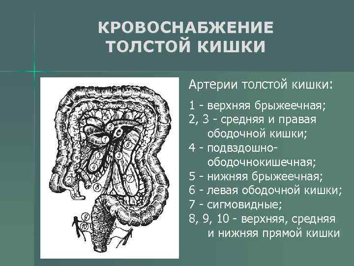 Схема кровоснабжение кишечника