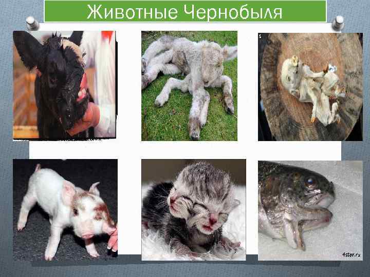 Животные Чернобыля 