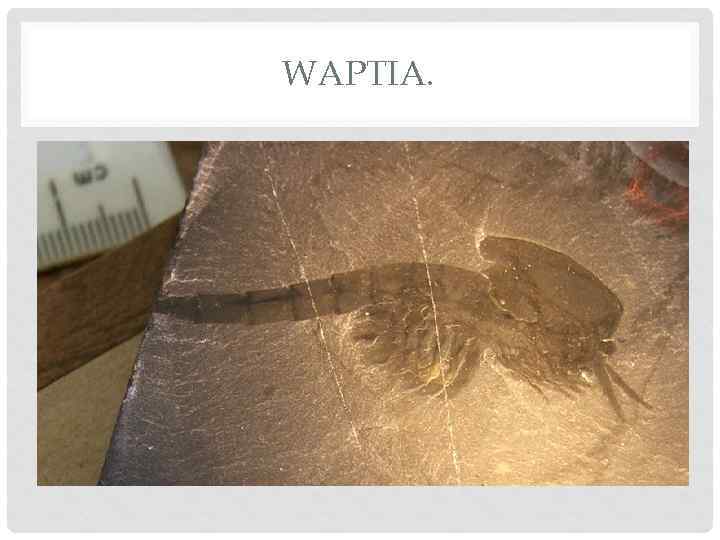 WAPTIA. 