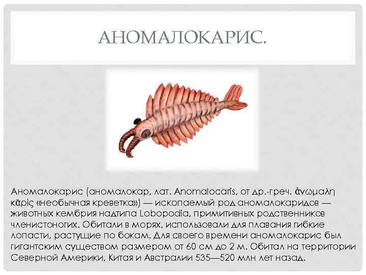 АНОМАЛОКАРИС. Аномалокарис (аномалокар, лат. Anomalocaris, от др. -греч. ἀνώμαλη κᾱρίς «необычная креветка» ) —