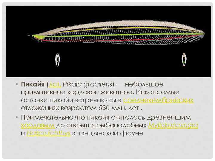  • Пикайя (лат. Pikaia gracilens) — небольшое примитивное хордовое животное. Ископаемые останки пикайи