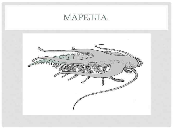 МАРЕЛЛА. 