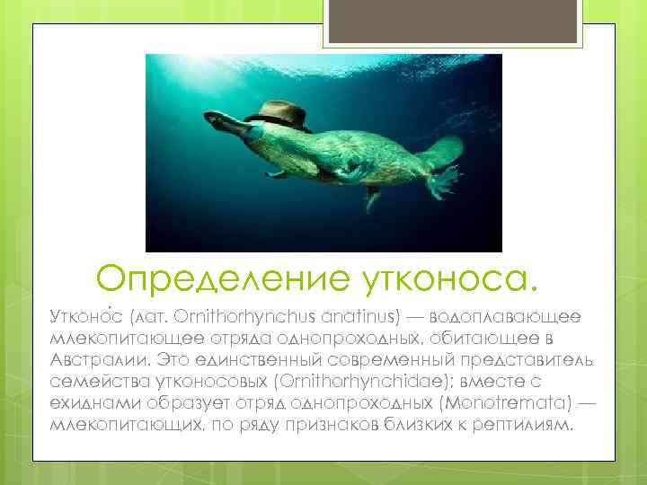 Определение утконоса. Утконо с (лат. Ornithorhynchus anatinus) — водоплавающее млекопитающее отряда однопроходных, обитающее в
