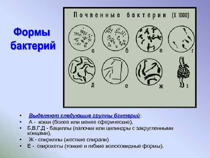  • • • Выделяют следующие группы бактерий: А - кокки (более или менее