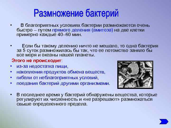  • В благоприятных условиях бактерии размножаются очень быстро – путем прямого деления (амитоза)