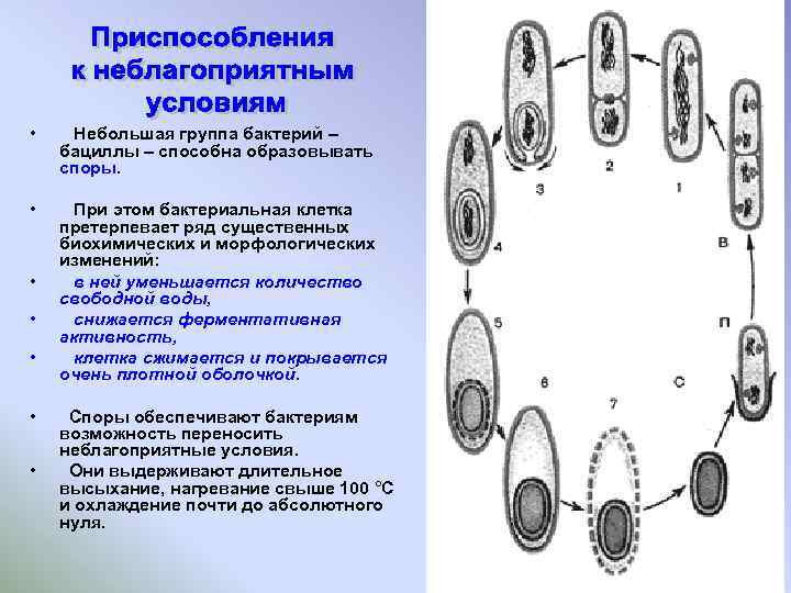  • Небольшая группа бактерий – бациллы – способна образовывать споры. • При этом
