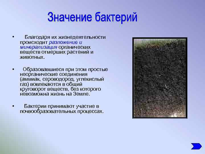  • Благодаря их жизнедеятельности происходит разложение и минерализация органических веществ отмерших растений и