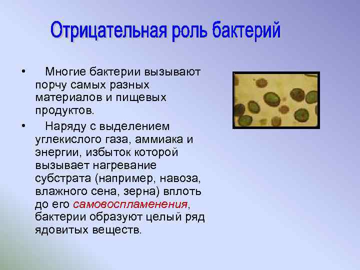  • Многие бактерии вызывают порчу самых разных материалов и пищевых продуктов. • Наряду
