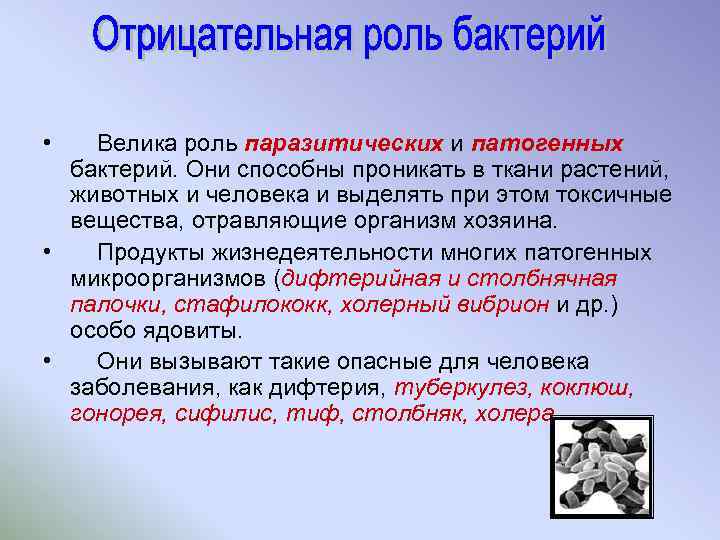  • Велика роль паразитических и патогенных бактерий. Они способны проникать в ткани растений,