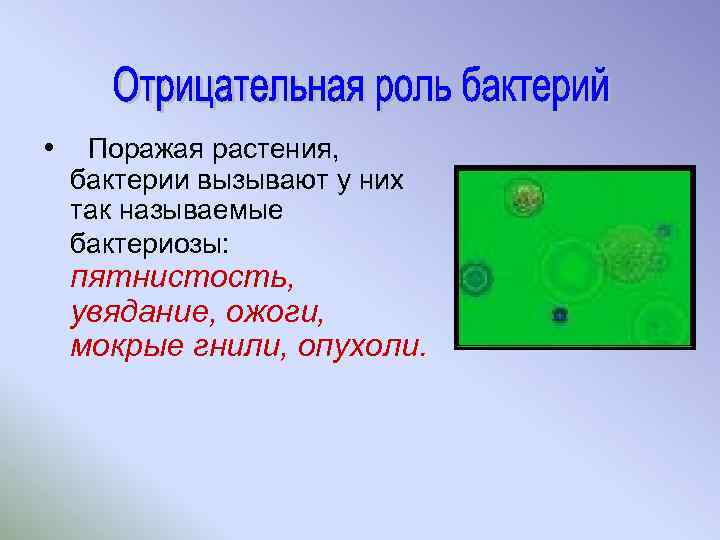  • Поражая растения, бактерии вызывают у них так называемые бактериозы: пятнистость, увядание, ожоги,