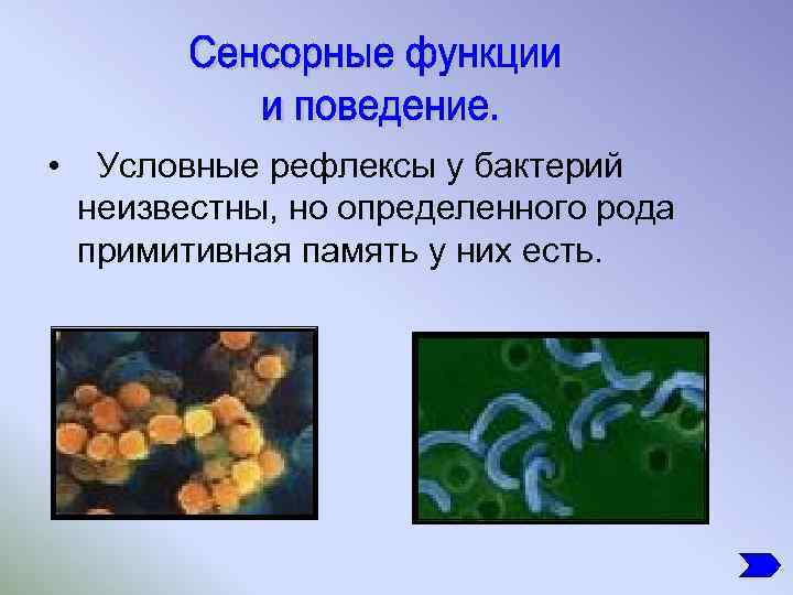  • Условные рефлексы у бактерий неизвестны, но определенного рода примитивная память у них