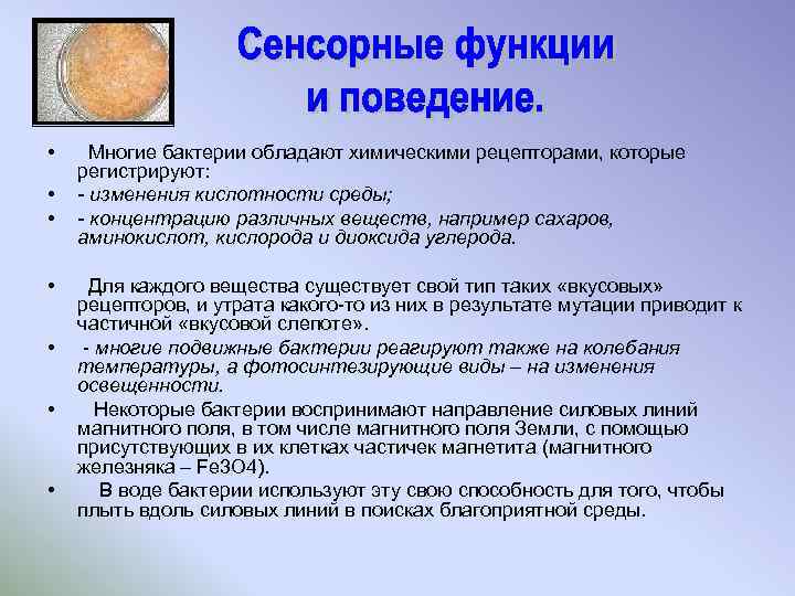  • • Многие бактерии обладают химическими рецепторами, которые регистрируют: - изменения кислотности среды;