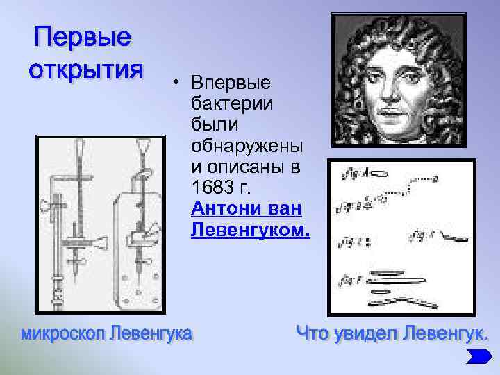 Открытие ван левенгука. Антони Ван Левенгук 1683. Левенгук открыл одноклеточные. Кто открыл бактерии. Зарисовки Левенгука.