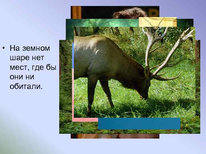  • На земном шаре нет мест, где бы они ни обитали. 