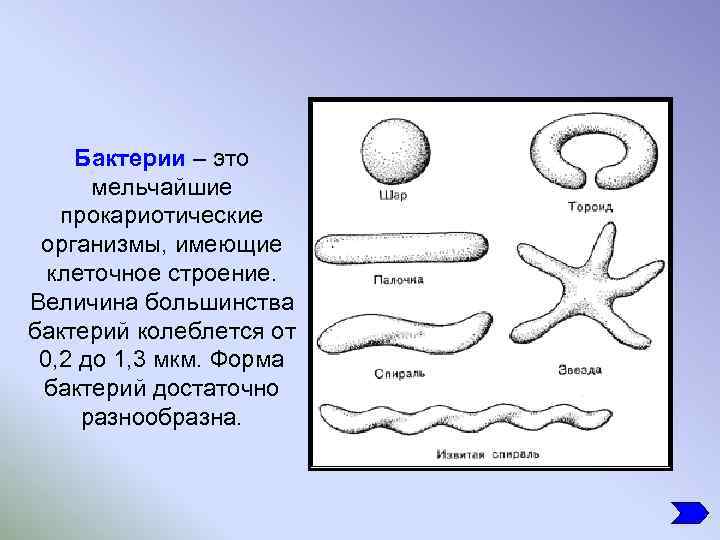 Конспект урока бактерии мельчайшие одноклеточные живые существа