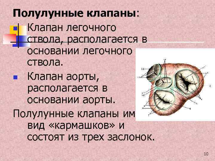 Полулунные клапаны: n Клапан легочного ствола, располагается в основании легочного ствола. n Клапан аорты,