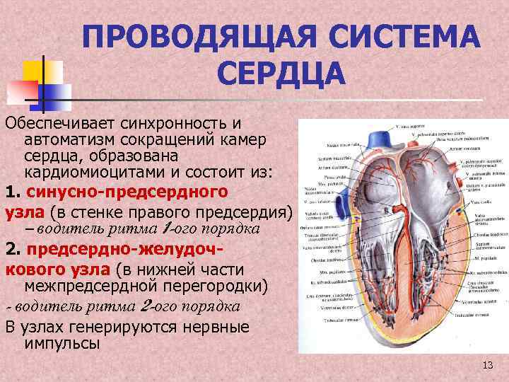 Сердце образовано. Проводящая система сердца это атипичные кардиомиоциты. Проводящая система сердца образована кардиомиоцитами. Кардиомиоциты проводящей системы сердца. Проводящая система сердца автоматизм.