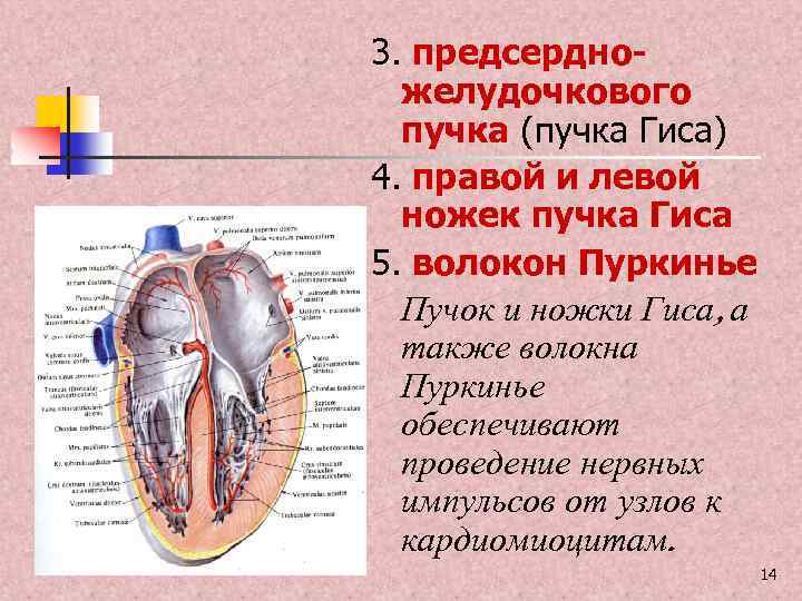 3. предсердножелудочкового пучка (пучка Гиса) 4. правой и левой ножек пучка Гиса 5. волокон