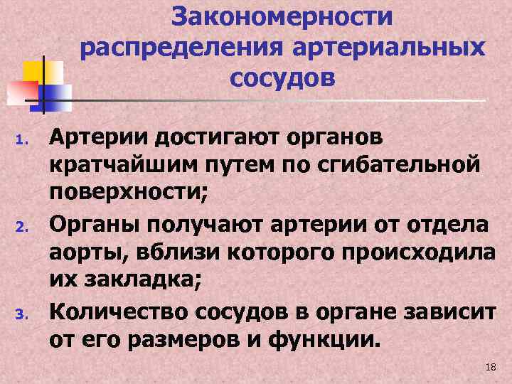 Закономерности распределения артериальных сосудов 1. 2. 3. Артерии достигают органов кратчайшим путем по сгибательной