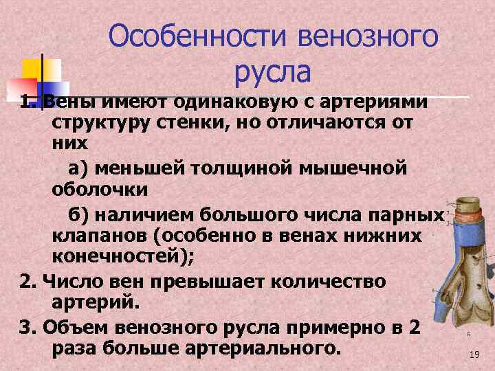 Особенности венозного русла 1. Вены имеют одинаковую с артериями структуру стенки, но отличаются от