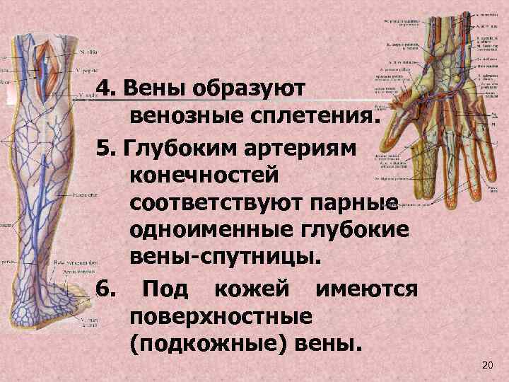 Венозные сплетения