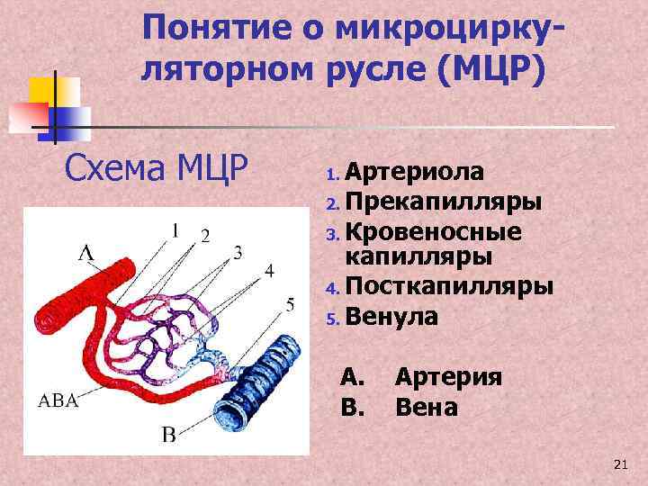 Микроциркуляторное русло схема