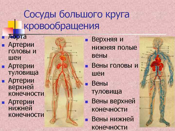 Круги кровообращения вены капилляры. Сосуды большого круга кровообращения. Артерии и вены большого круга. Артерии и вены большого круга кровообращения. Артерии большого круга кровообращения головы и шеи.