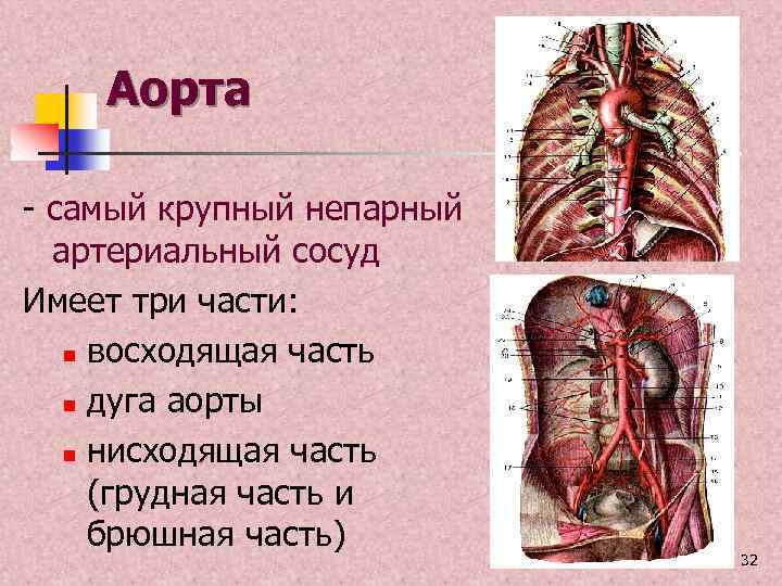 Аорта - самый крупный непарный артериальный сосуд Имеет три части: n восходящая часть n