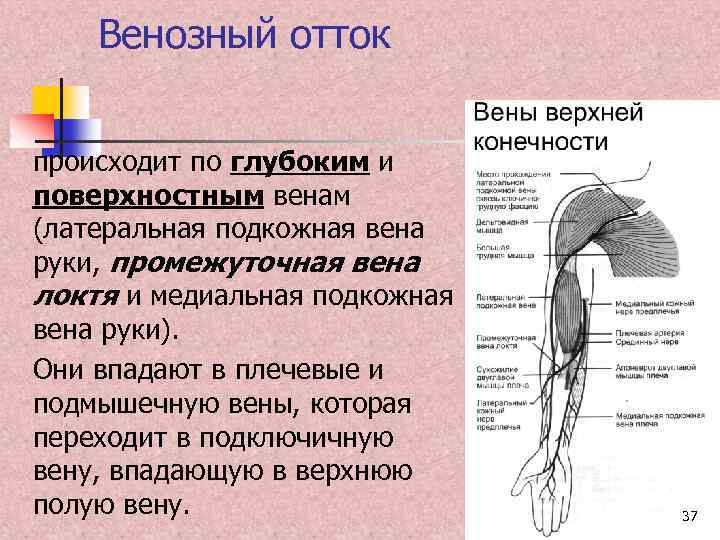 Латеральная подкожная вена руки