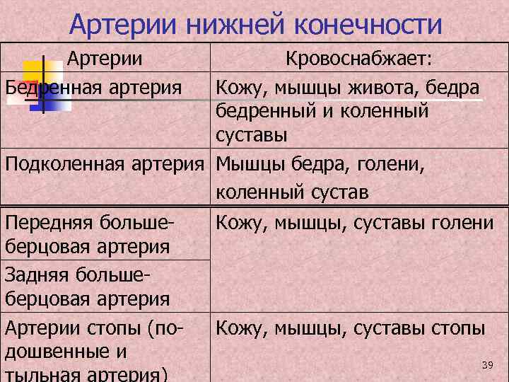 Артерии нижней конечности Артерии Бедренная артерия Кровоснабжает: Кожу, мышцы живота, бедра бедренный и коленный