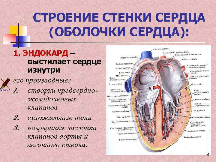 Схема строения стенки сердца