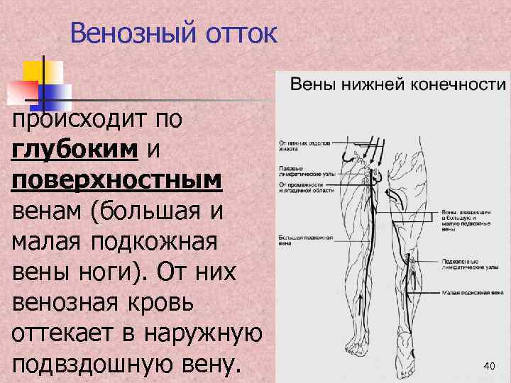 Венозный отток происходит по глубоким и поверхностным венам (большая и малая подкожная вены ноги).